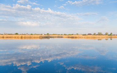 Swan on the calm river, in the reflection of  blue cloudy sky.  Yellow spring reeds. Ukraine.