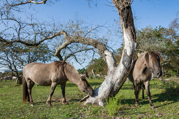 konik horses in the wild © Nora
