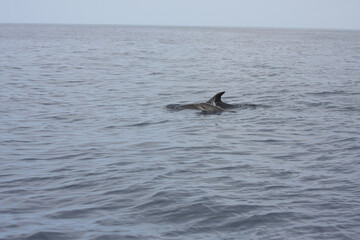 Delphine vor Madeira