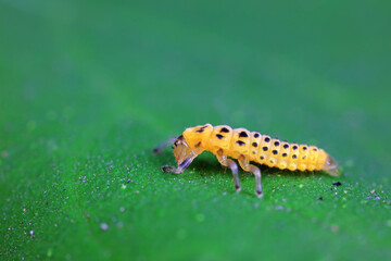 Ladybug larvae live on weeds