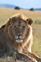 Lion in Maasai Mara, Kenya