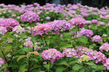 紫陽花（相模原北公園）