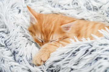 Cute little ginger kitten sleeps