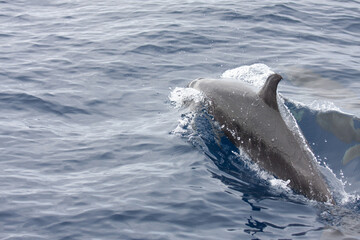 Delphine vor Madeira