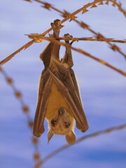 Megachiroptera Bat in Africa - obrazy, fototapety, plakaty