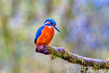 Hunting kingfisher on tree branch