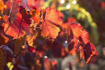 Autumn grapes with red leaves, the vine at sunset is reddish yellow