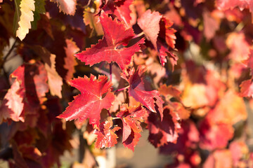 Autumn grapes with red leaves, the vine at sunset is reddish yellow