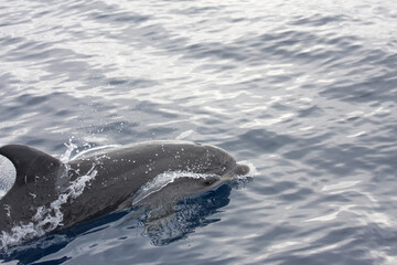 Delphine vor Madeira