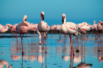 Wild african birds. Close up of beautiful African flamingos that are standing in still water with reflection.