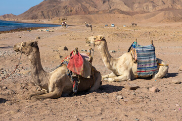 Dromedar camel in the background sands of hot desert, Egypt, Sinai