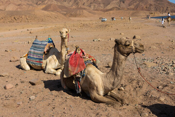 Dromedar camel in the background sands of hot desert, Egypt, Sinai