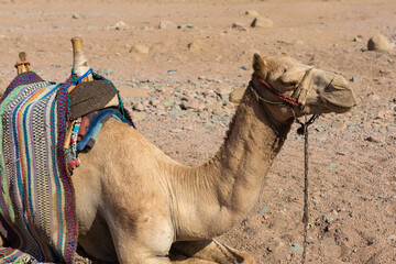 Dromedar camel in the background sands of hot desert, Egypt, Sinai