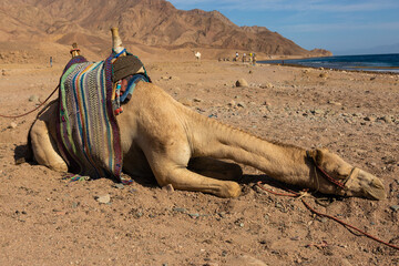 Dromedar camel in the background sands of hot desert, Egypt, Sinai