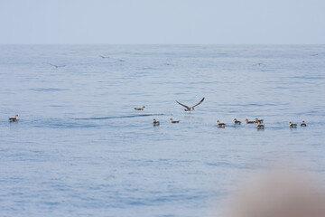Möwen auf dem Meer