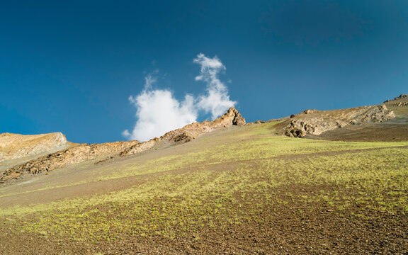 Grass Shoots After Monsoon Rain In Himalayas Near Tabo, Himachal Pradesh, India.