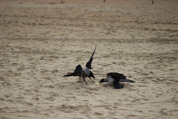 Two crows on a sandy beach share a meal. A crow with open wings. Birds in motion.