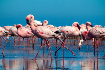 Wild african birds. Close up of beautiful African flamingos that are standing in still water with reflection.