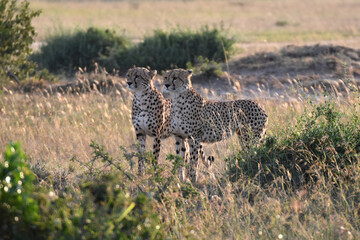 Cheetah in Maasai Mara, Kenya