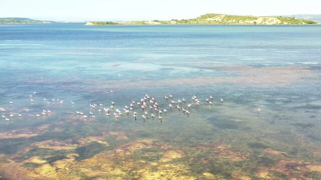 survol de flamants roses dans au dessus des &eacute;tangs de Bages dans l'Aude