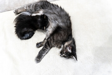 photo of a cat with a kitten of a beautiful gray variegated color