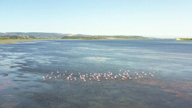 survol de flamants roses dans au dessus des &eacute;tangs de Bages dans l'Aude