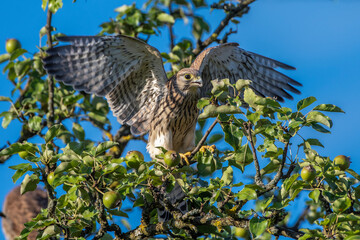 Turmfalke (Falco tinnunculus) Jungvogel, Flugübungen