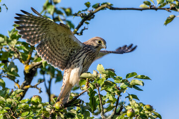 Turmfalke (Falco tinnunculus) Jungvogel, Flugübungen