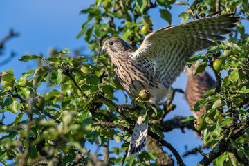 Turmfalke (Falco tinnunculus) Jungvogel, Flugübungen