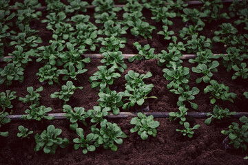 frischer Feldsalat oder Rapunzel Salat in der Erde