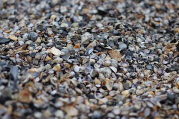 Seashells on the shore. close-up, blurring sharpness at the edges of the frame.