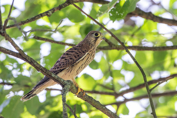 Turmfalke (Falco tinnunculus) fl&uuml;gger Jungvogel