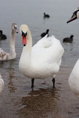 Swans winter on the sea. A white swan stands in the winter sea.