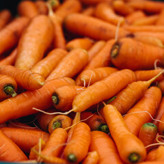 viele frische, gewaschene rohe Karotten, Möhren oder Wurzeln in Nahaufnahme mit geringer Schärfentiefe.