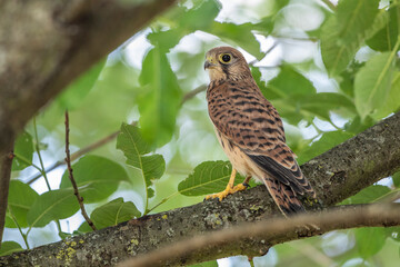 Turmfalke (Falco tinnunculus) flügger Jungvogel