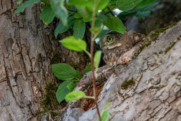 Steinkauz (Athene noctua) Jungvogel