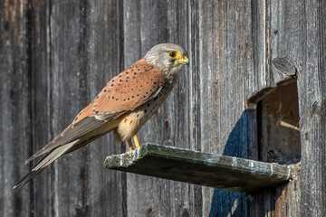 Turmfalke (Falco tinnunculus) Männchen
