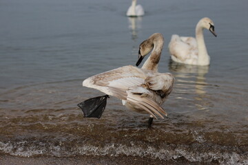 Swans winter on the sea. A young swan pulls its wing and paw.