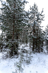 Stock Foto Winter in the forest, snow on trees, handsome christmas background