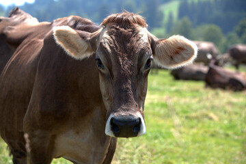 Fototapeta na wymiar Portrait of a high yielding cow