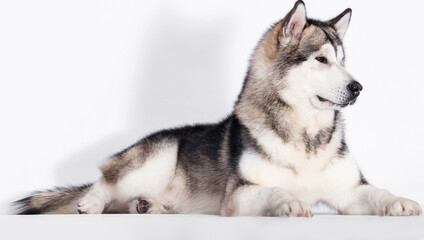 big dog lies sideways in studio