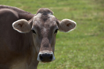 Portrait of a high yielding cow