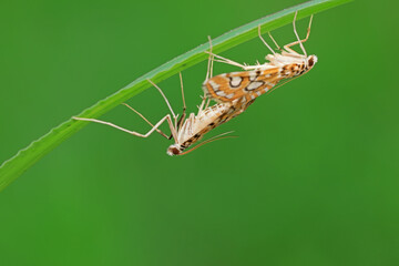 Lepidoptera insect on wild plants, North China
