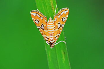 Moths inhabit plants in a natural state, North China Plain