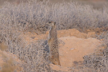 Das Erdmännchen (Suricata suricatta) oder meerkat  ist ein kleiner Mungo, der im südlichen Afrika vorkommt. Hier in der Nähe von Oudtshorn, Südafrika.