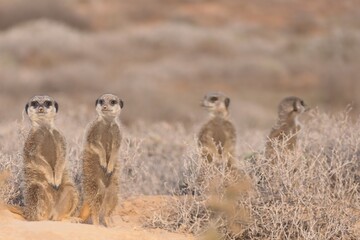 Das Erdmännchen (Suricata suricatta) oder meerkat  ist ein kleiner Mungo, der im südlichen Afrika vorkommt. Hier in der Nähe von Oudtshorn, Südafrika.