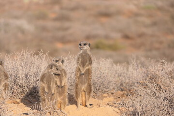 Das Erdmännchen (Suricata suricatta) oder meerkat  ist ein kleiner Mungo, der im südlichen Afrika vorkommt. Hier in der Nähe von Oudtshorn, Südafrika.
