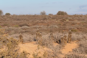 Das Erdmännchen (Suricata suricatta) oder meerkat  ist ein kleiner Mungo, der im südlichen Afrika vorkommt. Hier in der Nähe von Oudtshorn, Südafrika.
