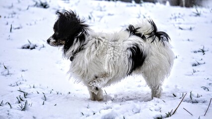 Papillon Dog