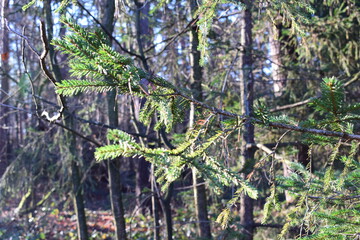 Fototapeta premium Wald